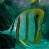 Beaked Coralfish/Chelmon rostratus