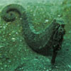 Seahorse on sandy bottom