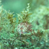 Aeolid Nudibranch: Flabellina sp.