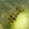 Squid found on Coral Divesite