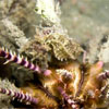 Seahorse holding onto a Seaurchin