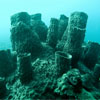 Barrel Sponge/Xestospongia testudinaria